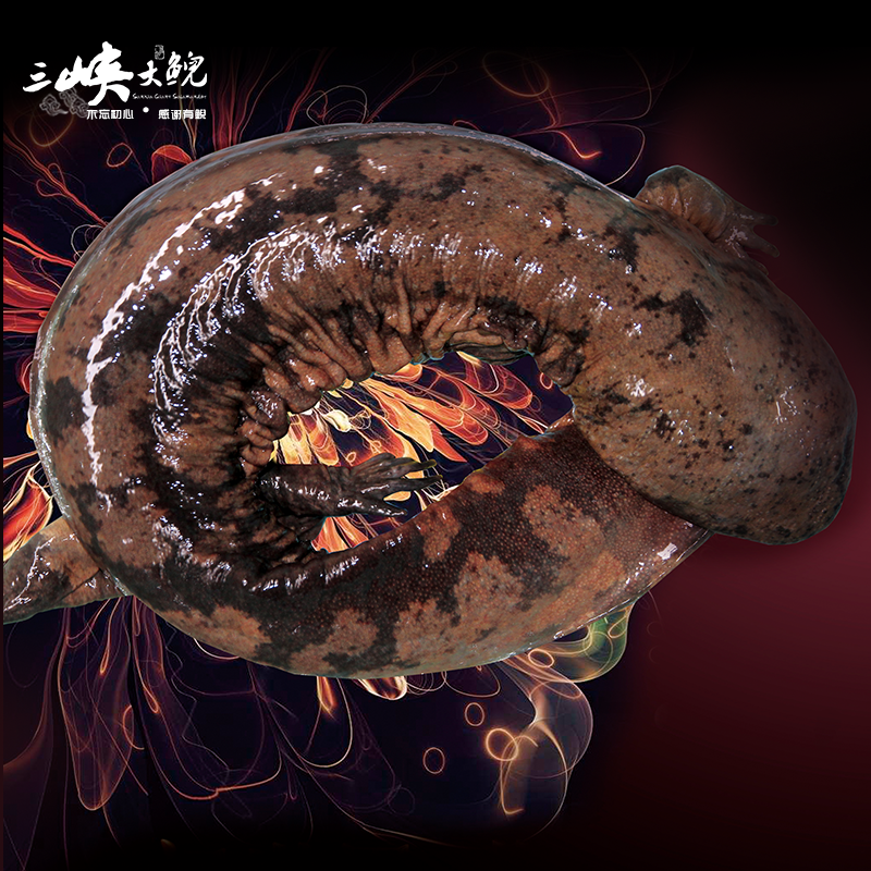 【有機認證】長生走魚來自三峽庫區(qū)無人區(qū)和涵養(yǎng)區(qū)（長生灣年產60萬尾，長生淀年產60萬尾）